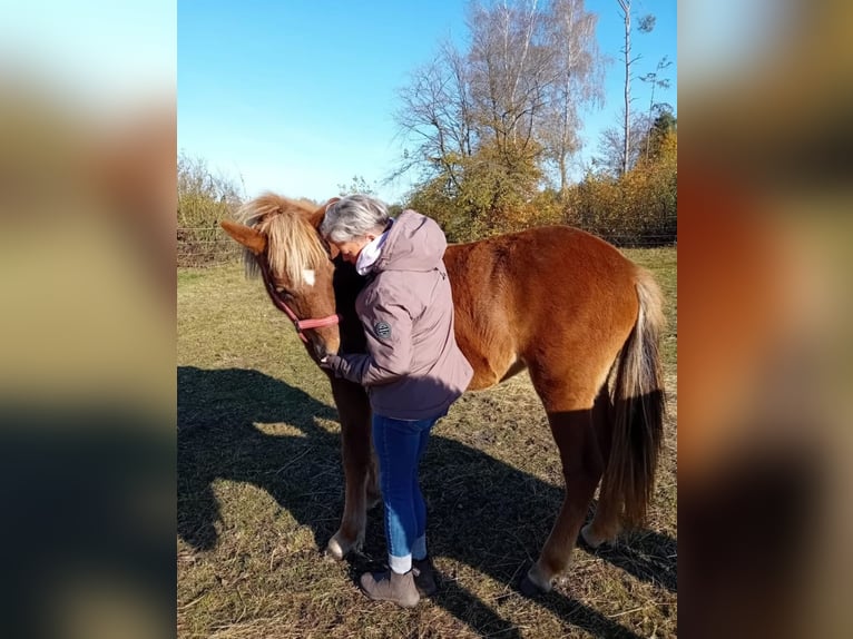 Caballos islandeses Yegua 2 años 141 cm Alazán in Wathlingen