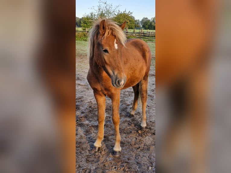 Caballos islandeses Yegua 2 años 141 cm Alazán in Wathlingen