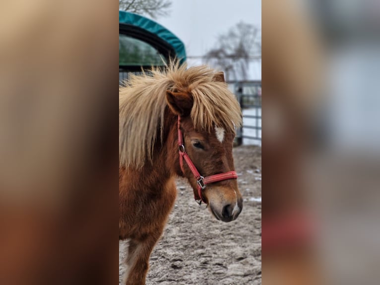 Caballos islandeses Yegua 2 años 141 cm Alazán in Wathlingen