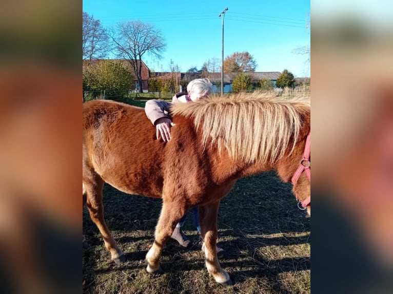 Caballos islandeses Yegua 2 años 141 cm Alazán in Wathlingen