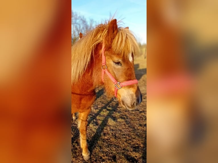 Caballos islandeses Yegua 2 años 141 cm Alazán in Wathlingen