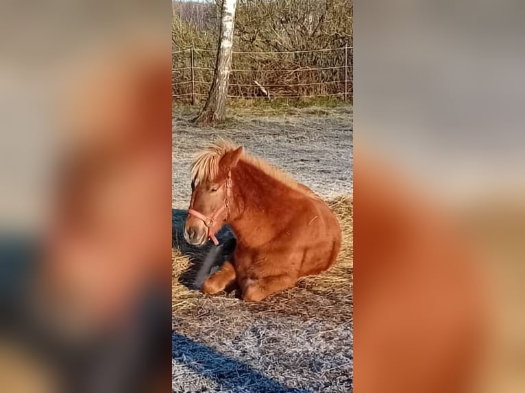 Caballos islandeses Yegua 2 años 141 cm Alazán-tostado in Wahrenholz