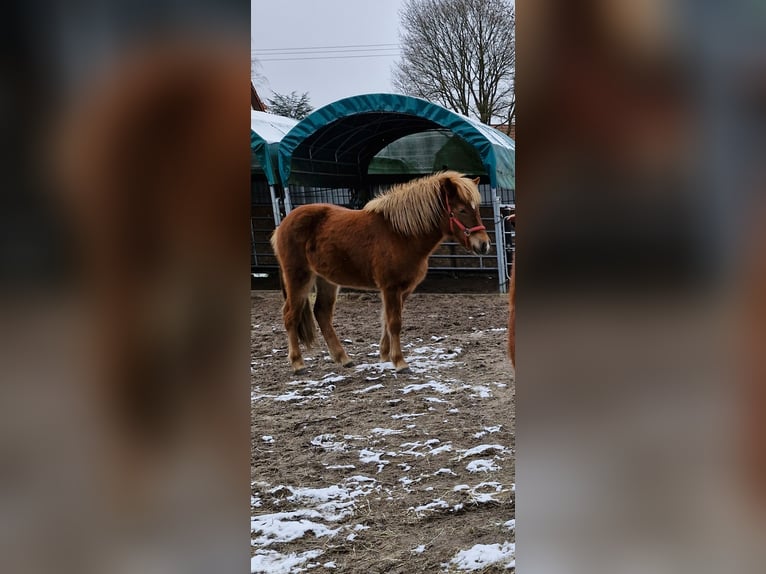 Caballos islandeses Yegua 2 años 141 cm Alazán-tostado in Wahrenholz