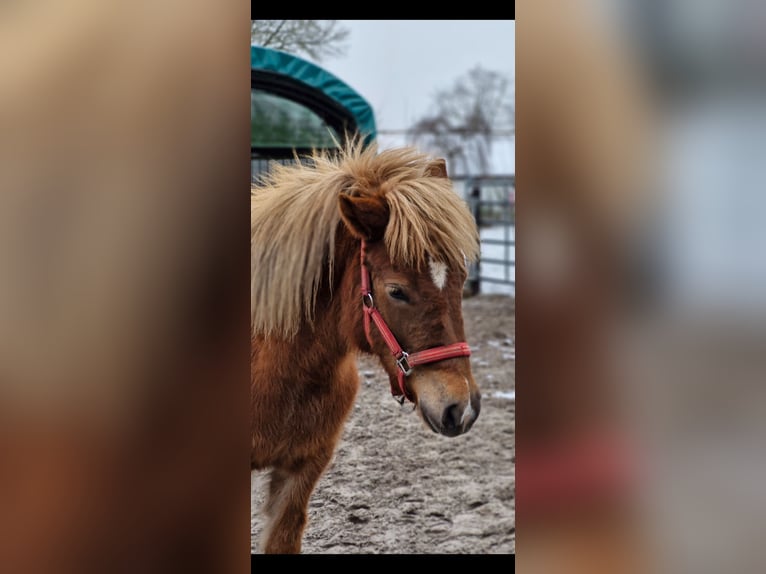 Caballos islandeses Yegua 2 años 141 cm Alazán-tostado in Wahrenholz