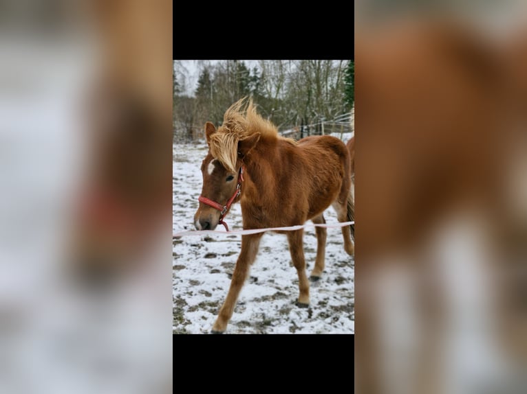 Caballos islandeses Yegua 2 años 141 cm Alazán-tostado in Wahrenholz