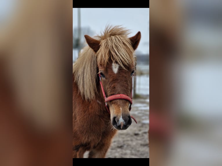 Caballos islandeses Yegua 2 años 141 cm Alazán-tostado in Wahrenholz