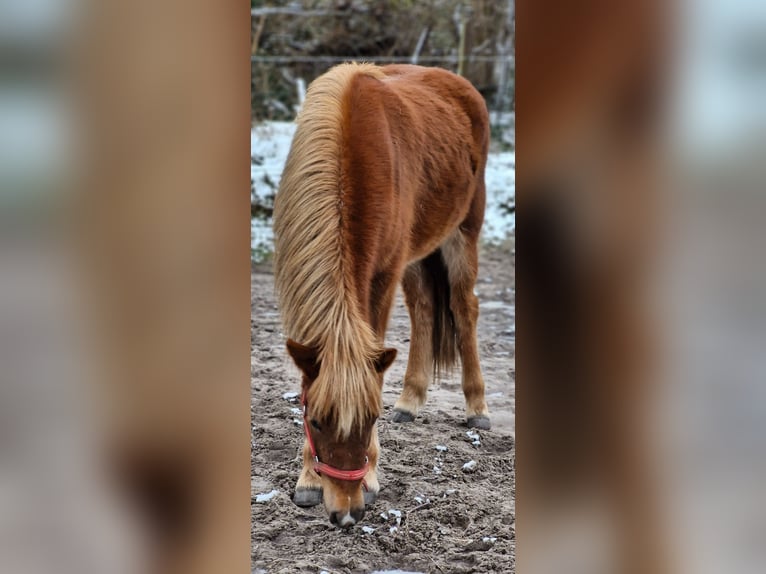 Caballos islandeses Yegua 2 años 141 cm Alazán-tostado in Wahrenholz