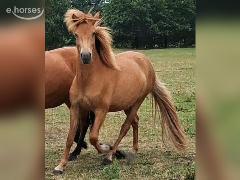 Caballos islandeses Yegua 2 años 144 cm Alazán in Wiemersdorf