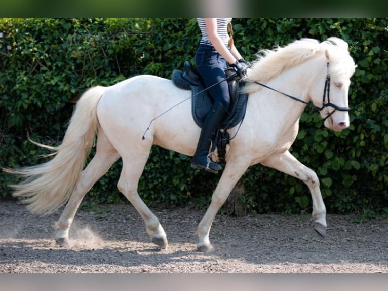 Caballos islandeses Yegua 2 años 145 cm Palomino in Blankenheim