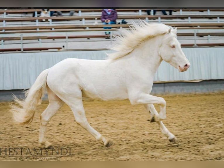 Caballos islandeses Yegua 2 años 145 cm Palomino in Blankenheim