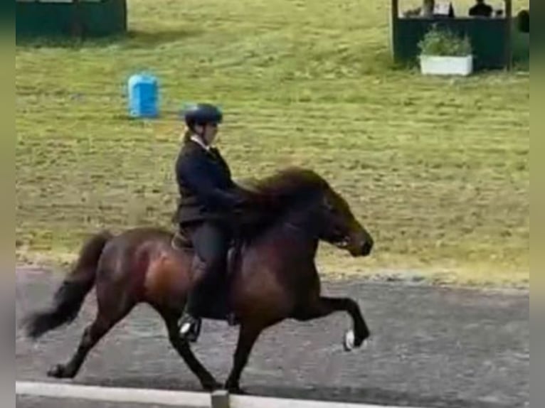 Caballos islandeses Yegua 2 años 145 cm Palomino in Blankenheim