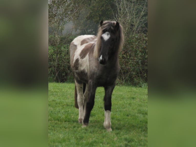 Caballos islandeses Yegua 2 años 145 cm Ruano azulado in Südlohn