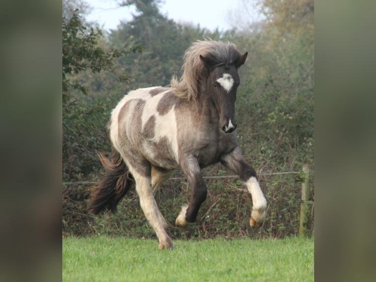 Caballos islandeses Yegua 2 años 145 cm Ruano azulado in Südlohn