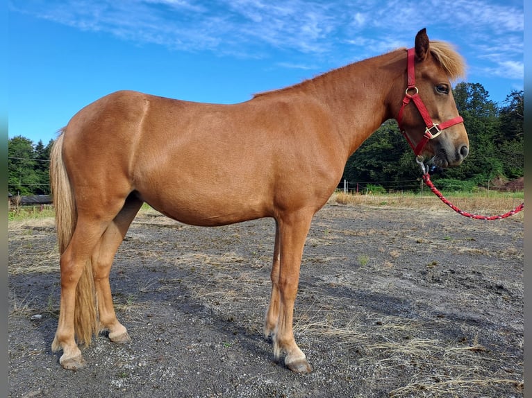 Caballos islandeses Yegua 2 años Alazán rojizo in Neuenbürg