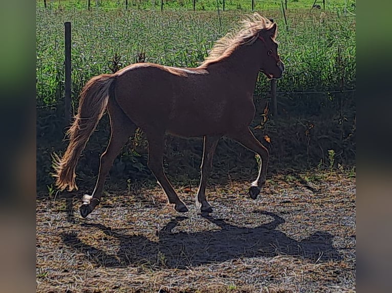 Caballos islandeses Yegua 2 años Alazán rojizo in Neuenbürg