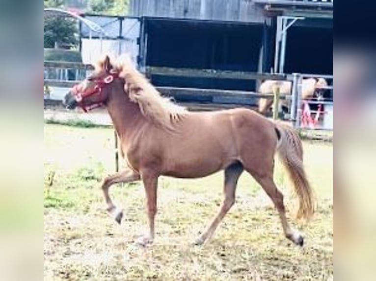 Caballos islandeses Yegua 2 años Alazán rojizo in Neuenbürg