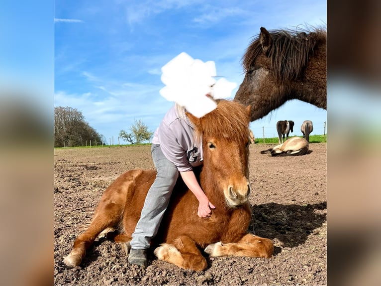 Caballos islandeses Yegua 2 años Alazán rojizo in Neuenbürg