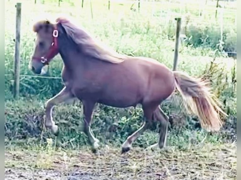 Caballos islandeses Yegua 2 años Alazán rojizo in Neuenbürg