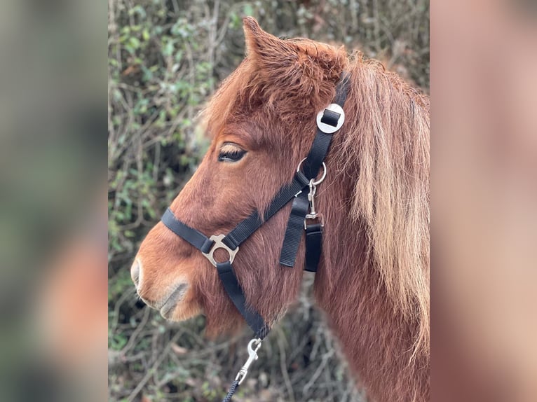 Caballos islandeses Yegua 2 años Alazán rojizo in Neuenbürg