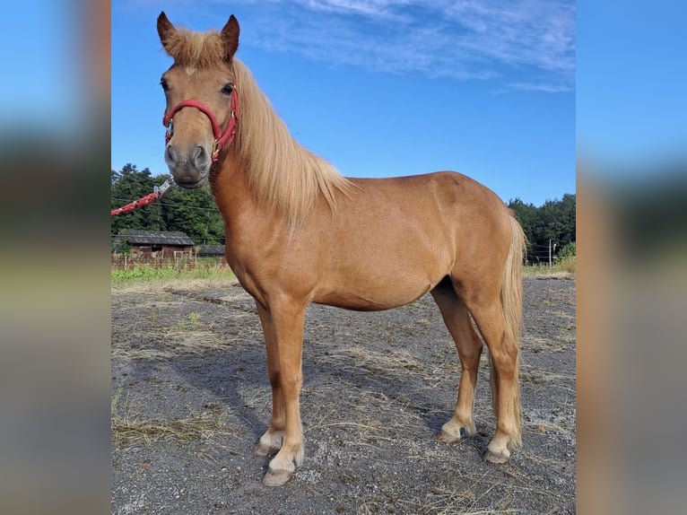 Caballos islandeses Yegua 2 años Alazán rojizo in Neuenbürg