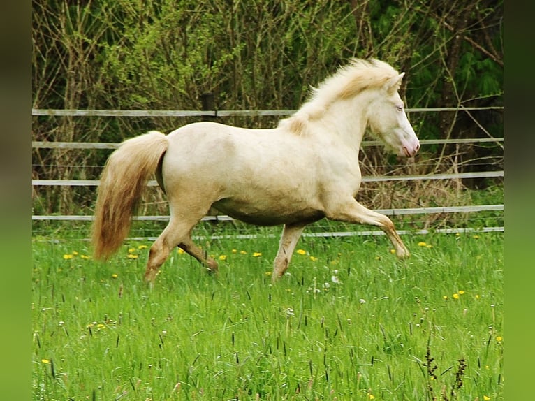 Caballos islandeses Yegua 2 años Cremello in Saarland