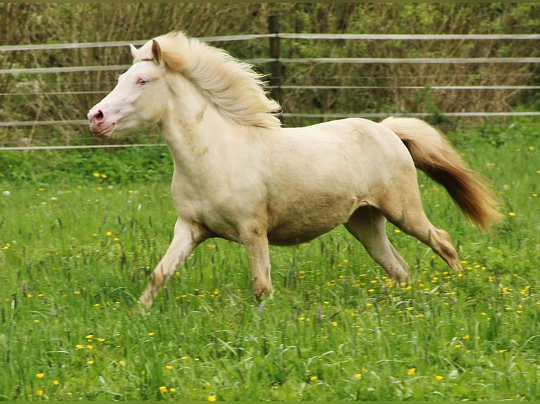 Caballos islandeses Yegua 2 años Cremello in Saarland