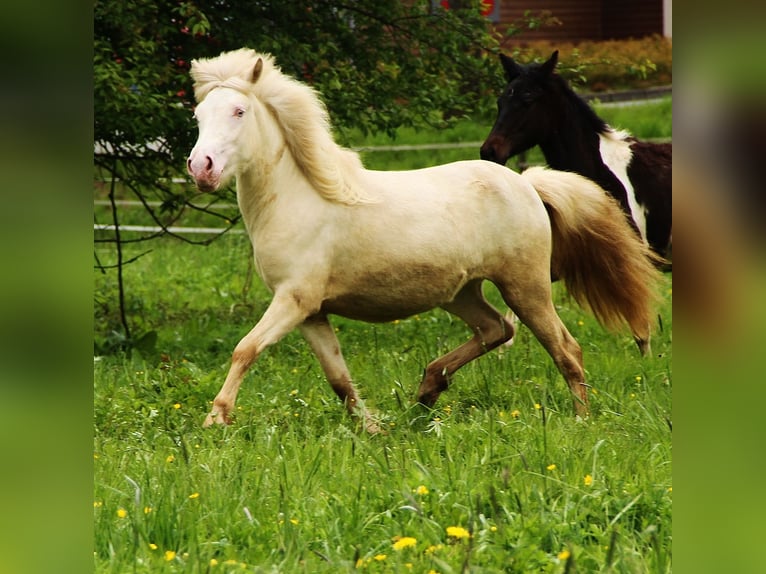 Caballos islandeses Yegua 2 años Cremello in Saarland