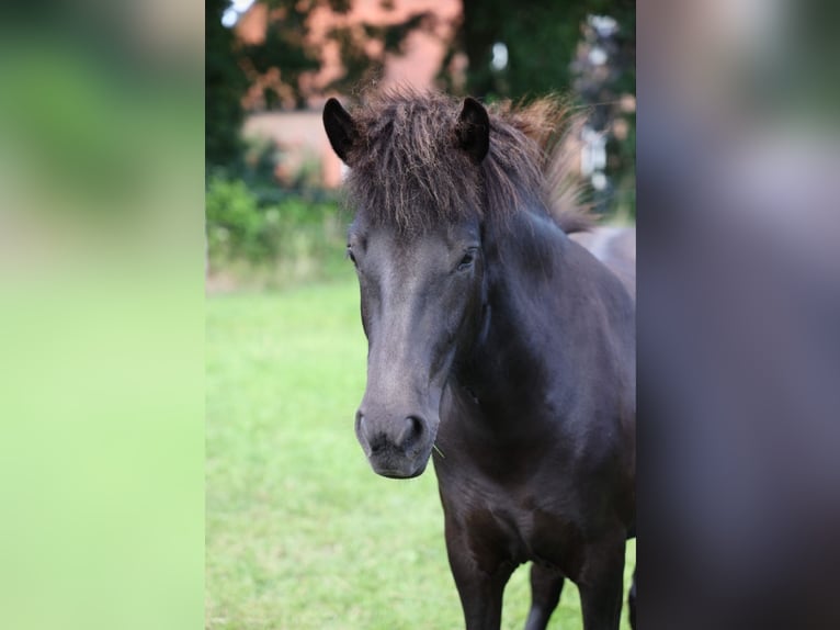 Caballos islandeses Yegua 2 años Morcillo in Bohmte