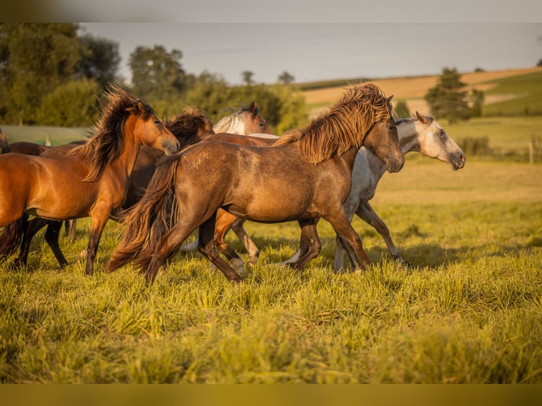 Caballos islandeses Yegua 2 años Negro in Aichtal