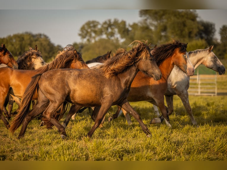 Caballos islandeses Yegua 2 años Negro in Aichtal