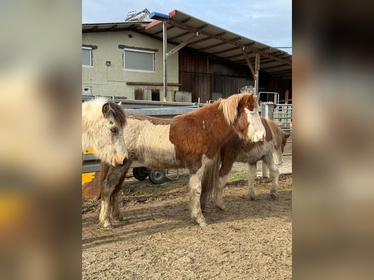 Caballos islandeses Yegua 2 años Pío in Aichtal
