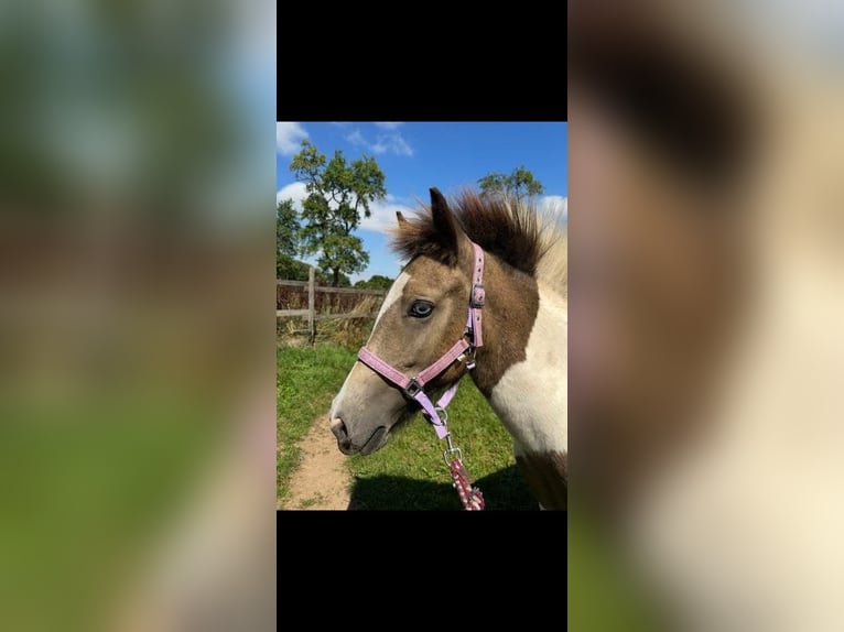 Caballos islandeses Yegua 2 años Pío in Euskirchen