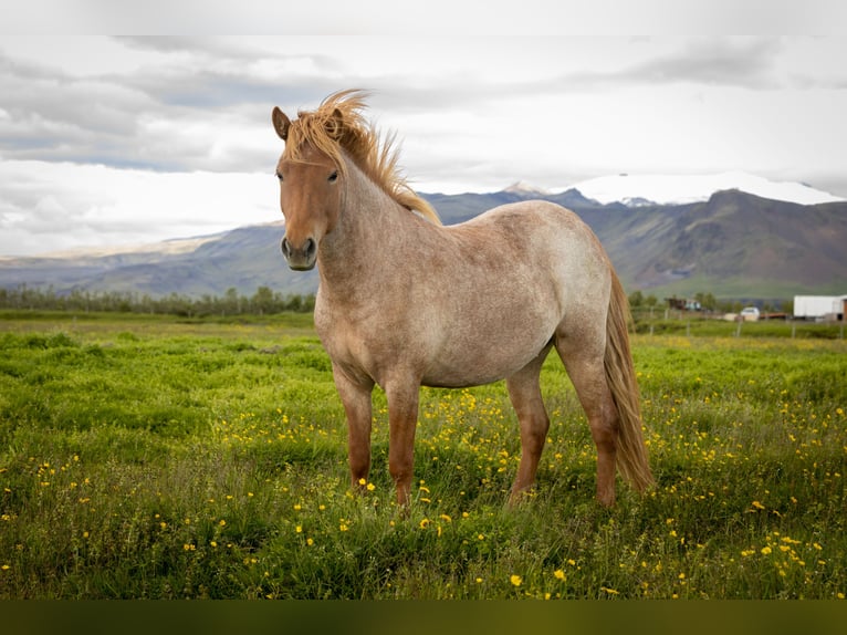 Caballos islandeses Yegua 2 años Ruano alazán in Hvolsvöllur