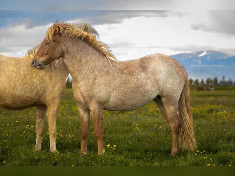 Caballos islandeses Yegua 2 años Ruano alazán in Hvolsvöllur