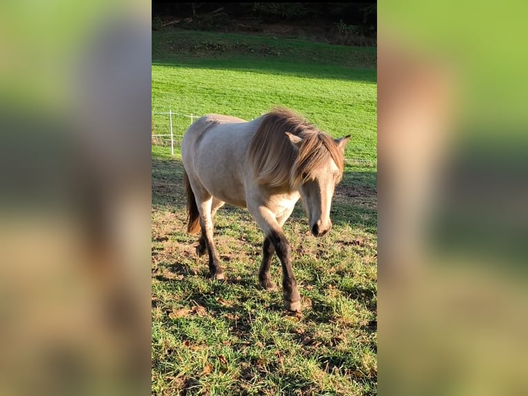 Caballos islandeses Yegua 3 años 134 cm Buckskin/Bayo in Weilmünster