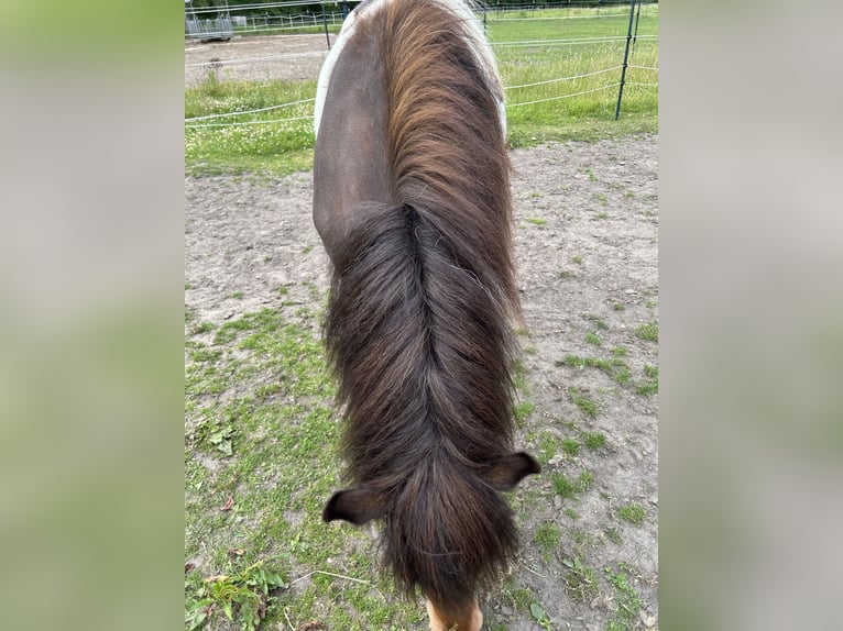 Caballos islandeses Yegua 3 años 134 cm Pío in Burgdorf