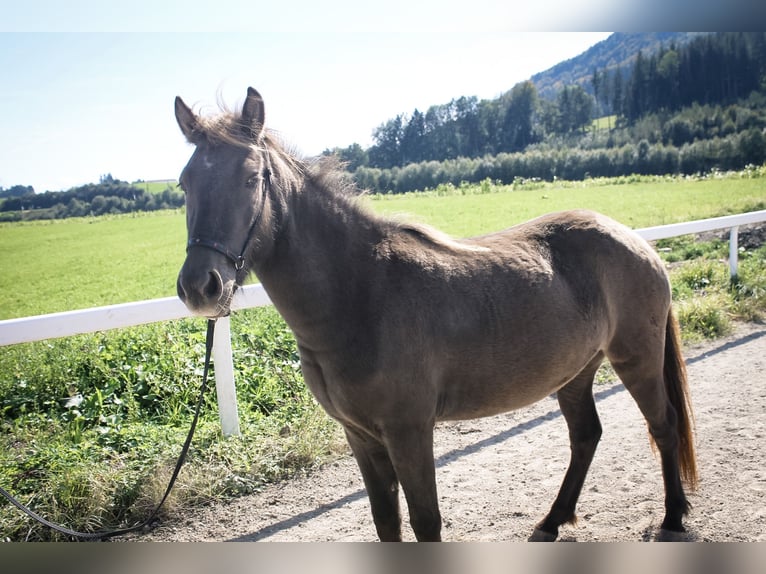 Caballos islandeses Yegua 3 años 135 cm Negro in Straßwalchen