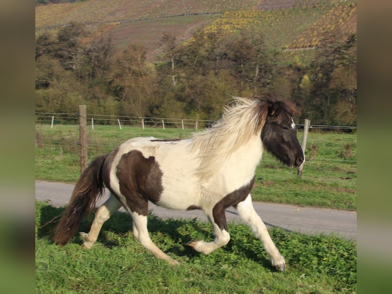 Caballos islandeses Yegua 3 años 135 cm Pío in Brauneberg