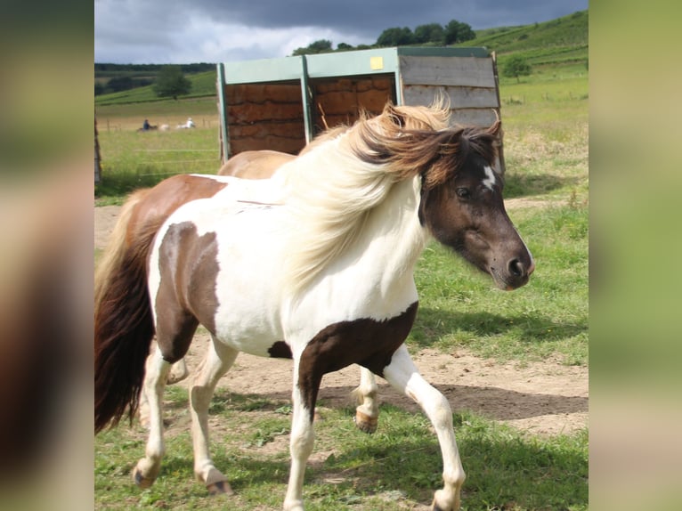 Caballos islandeses Yegua 3 años 135 cm Pío in Brauneberg