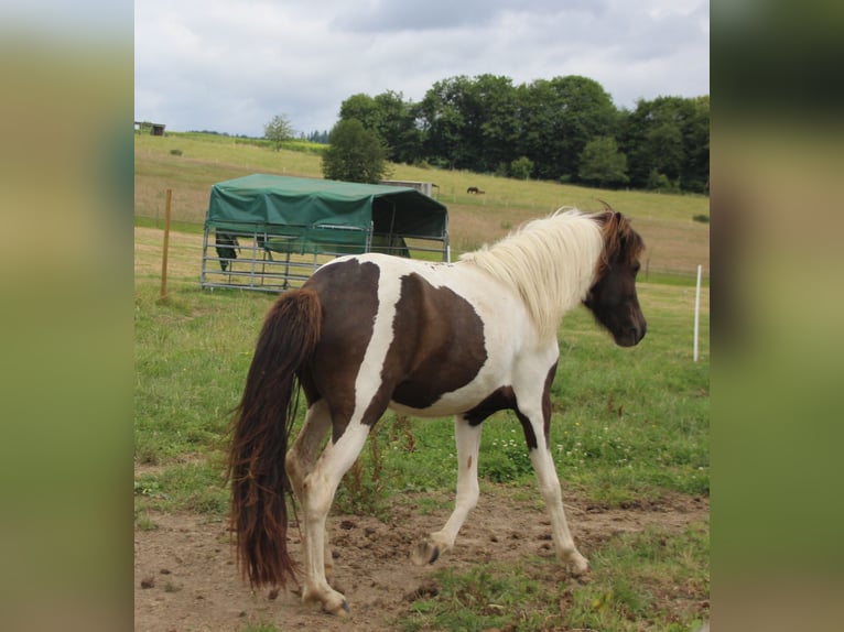 Caballos islandeses Yegua 3 años 135 cm Pío in Brauneberg