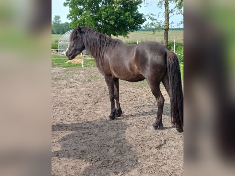 Caballos islandeses Yegua 3 años 137 cm Negro in B&#xFC;lkau