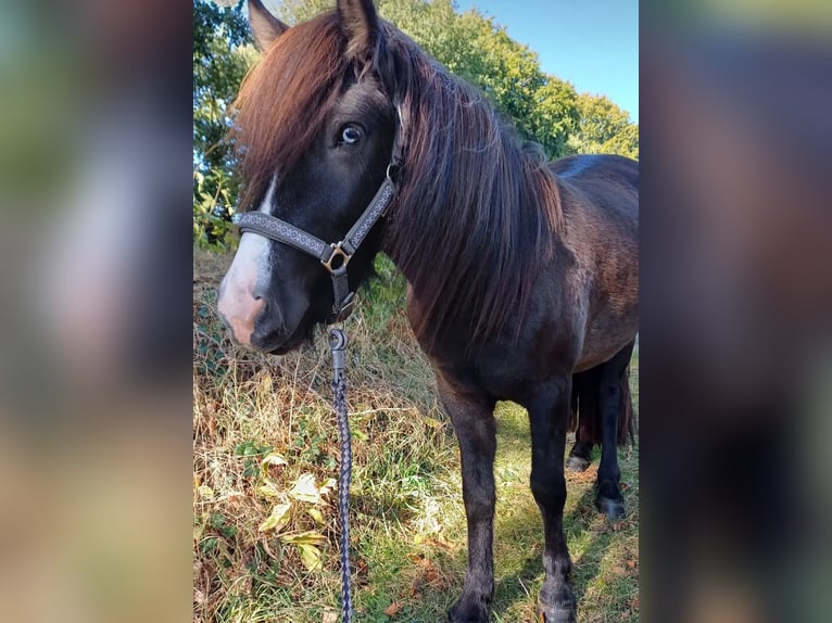 Caballos islandeses Yegua 3 años 137 cm Negro in B&#xFC;lkau