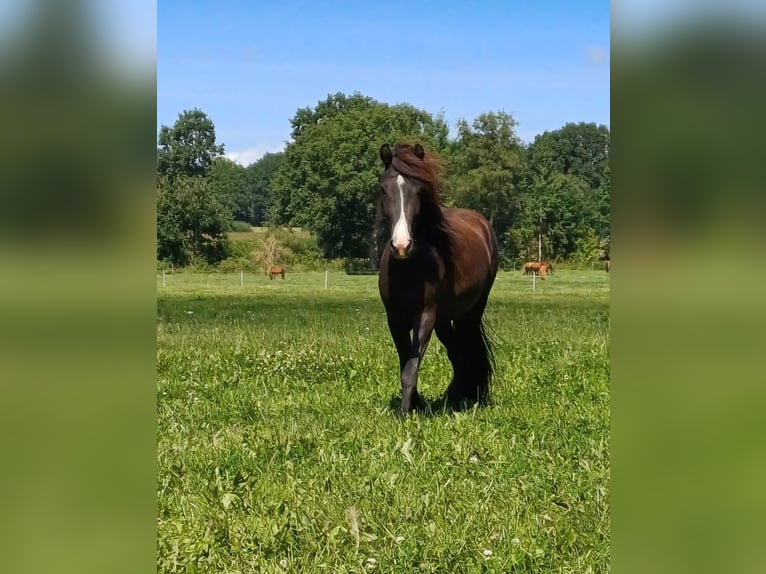 Caballos islandeses Yegua 3 años 137 cm Negro in B&#xFC;lkau