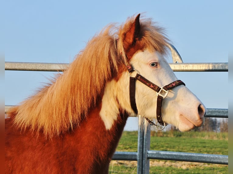 Caballos islandeses Yegua 3 años 138 cm Alazán in Saarland
