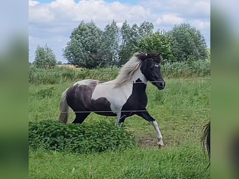 Caballos islandeses Yegua 3 años 138 cm Musgo in Nauen/ OT Markee