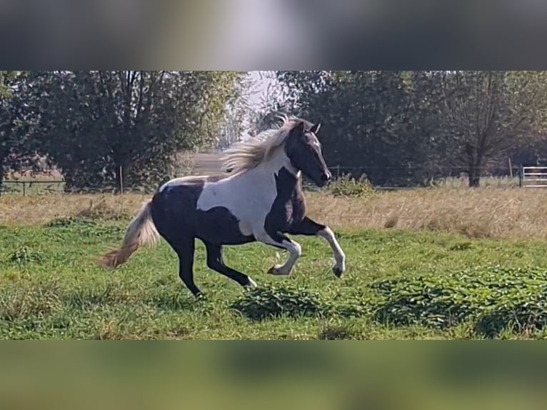 Caballos islandeses Yegua 3 años 138 cm Musgo in Nauen/ OT Markee