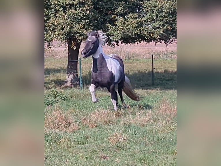 Caballos islandeses Yegua 3 años 138 cm Musgo in Nauen/ OT Markee