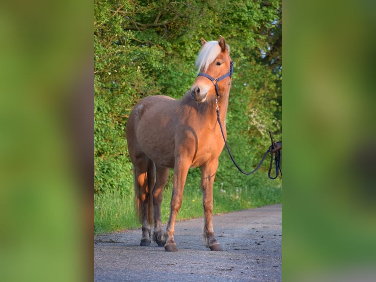 Caballos islandeses Yegua 3 años 139 cm Alazán in Blunk