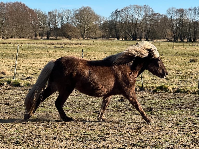 Caballos islandeses Yegua 3 años 139 cm in Blunk