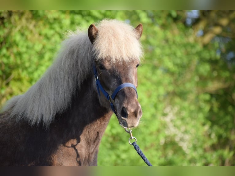 Caballos islandeses Yegua 3 años 139 cm in Blunk